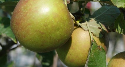 Appelboom 'Schone van Boskoop' - vanaf € 19,99 - Consumptieappelbomen