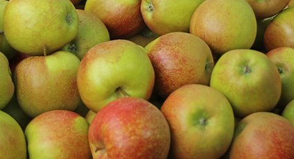 Appelboom 'Wellant' ® - vanaf € 19,99 - Consumptieappelbomen