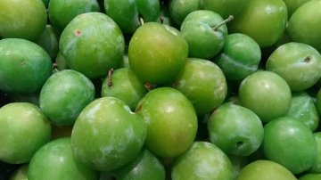 Reine Claude Verte met groene vruchten