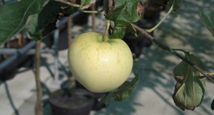 Appelboom 'Transparente Jaune' - vanaf € 19,99 - Consumptieappelbomen