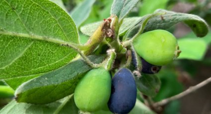 Honingbes 'Sinoglaska' - vanaf € 11,99 - Honingbessen