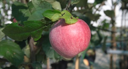 Appelboom 'Drentse Bellefleur' - vanaf € 22,99 - Consumptieappelbomen