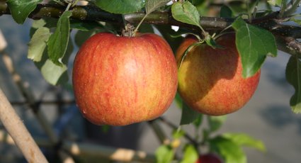 Appelboom 'Benoni' - vanaf € 18,99 - Consumptieappelbomen