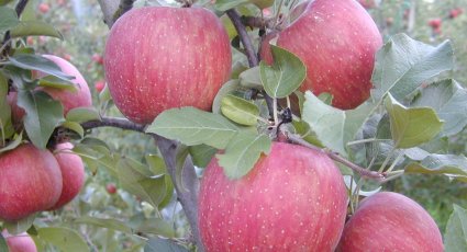 Appelboom 'Fuji Kiku 8' - vanaf € 19,99 - Consumptieappelbomen