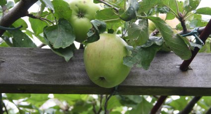 Appelboom 'Notarisappel' - vanaf € 19,99 - Consumptieappelbomen