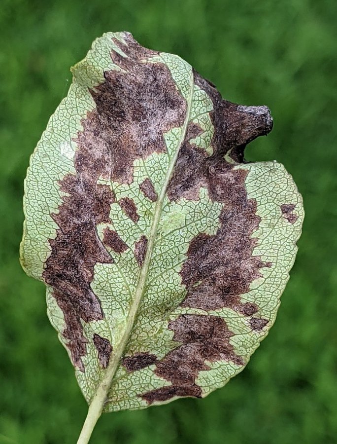 Onderkant blad van peer met perenpokziekte