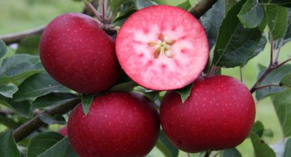 Appelboom 'Rosette' ® - vanaf € 19,99 - Consumptieappelbomen