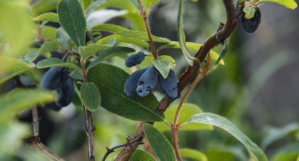 Honingbes ‘Blue Velvet’ ® - vanaf € 11,99 - Honingbessen