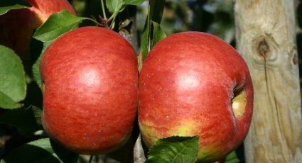 Appelboom 'Topaz' - vanaf € 16,99 - Consumptieappelbomen