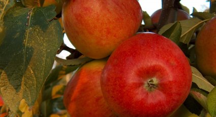 Appelboom 'Braeburn' - vanaf € 15,99 - Consumptieappelbomen