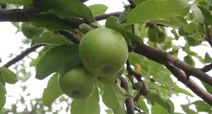 Appelboom 'Granny Smith' - vanaf € 19,99 - Consumptieappelbomen