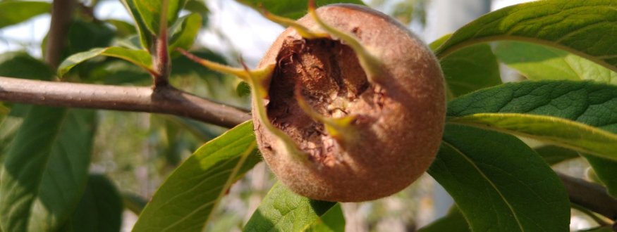 Mispel 'Bredase Reus'