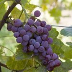 Rode pitloze druif 'Einset Seedless'