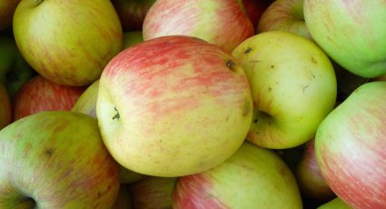 Appelboom 'Delcorf' - vanaf € 16,99 - Consumptieappelbomen