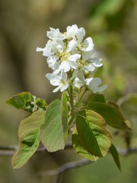Witte bloemen van Amelanchier alnifolia