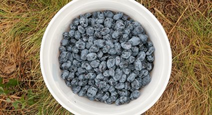 Honingbessenstruik 'Borealis' ® - vanaf € 8,99 - Honingbessen