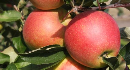 Appelboom 'Jonagold Wilmuta' - vanaf € 22,99 - Consumptieappelbomen
