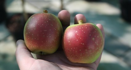 Appelboom 'Ontarioappel' - vanaf € 22,99 - Consumptieappelbomen