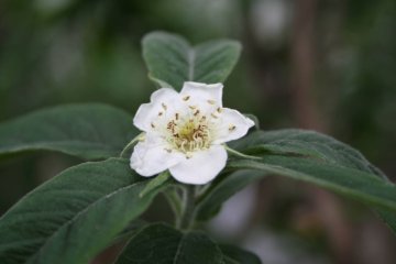 De mispel bloeit met prachtige bloemen in het voorjaar