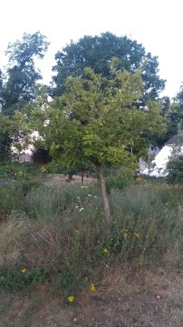 Een halfstam mispelboom