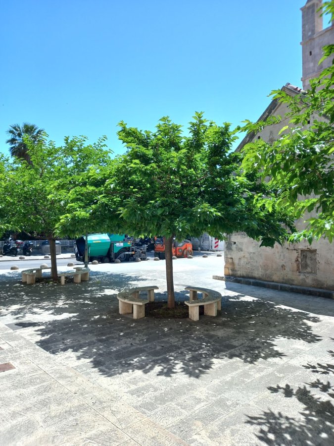 Moerbeiboom voor schaduw op een pleintje