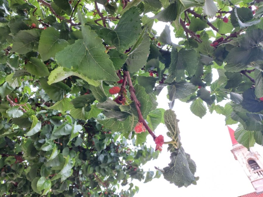 Bladeren en vruchten van moerbeiboom