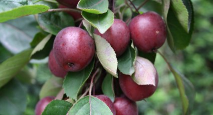 Appelboom 'Maypole' - vanaf € 24,99 - Consumptieappelbomen