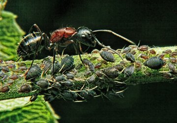Een mier 'melkt' haar bladluizen.