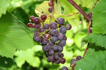 Tros druiven in druivenstruik