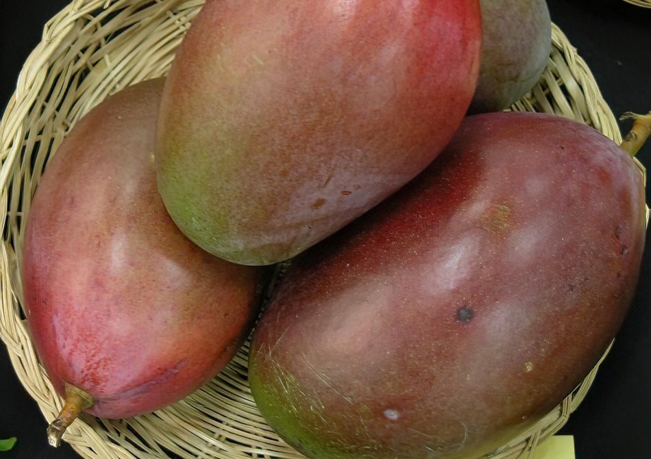 Mango 'Osteen'