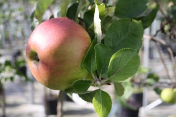 Bramley Seedling appel