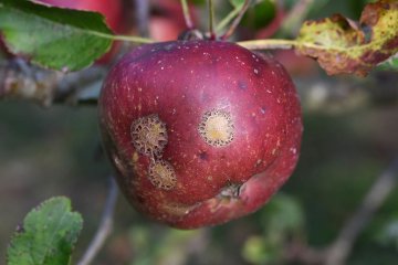 Aantasting met schurft in een Elstar appel