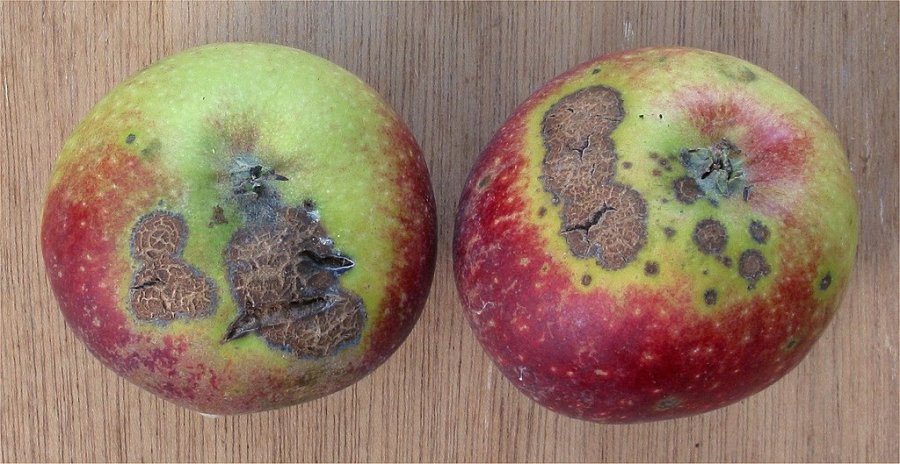 Aantasting van schurft op appels van het ras Schone van Boskoop
