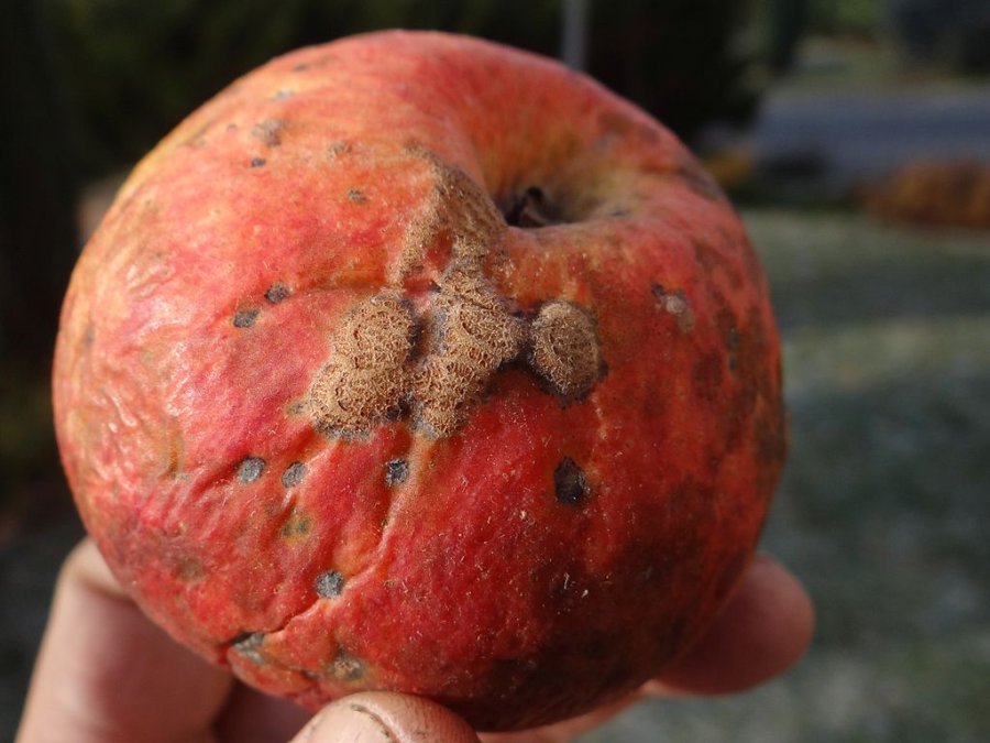 Close-up van besmetting schruft op appel.