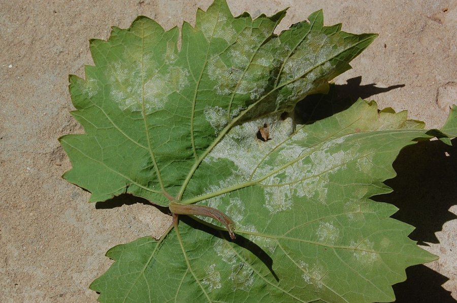 Achterkant van het blad van een druif met valse meeldauw.