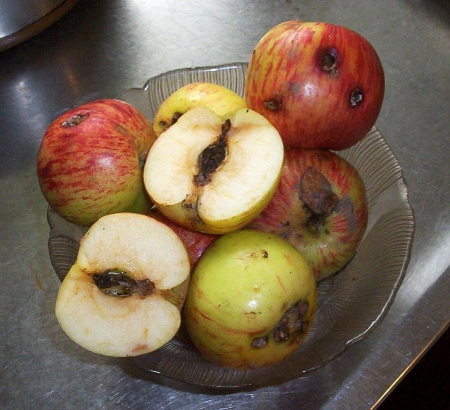 Fruitmot boorgaten in gravensteiner appels