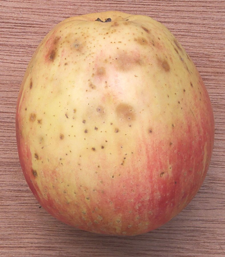 Kurkstip veroorzaakt bruine plekken op de schil van deze Summerred appel.
