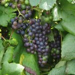 Blauwe druivenstruik 'Boskoop Glory'