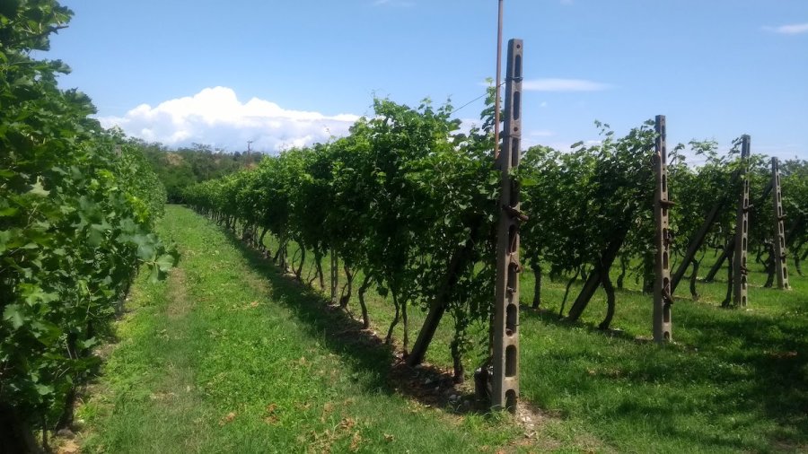 Druivenstruiken bevestiging in de wijngaard.