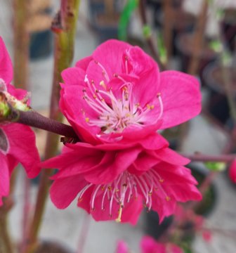 De dieproze dubbele bloemen van perzik Melred