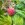 Framboos ‘Autumn Bliss’ ®