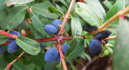 Wilde Bitterzoete Honingbes - vanaf € 6,99 - Honingbessen