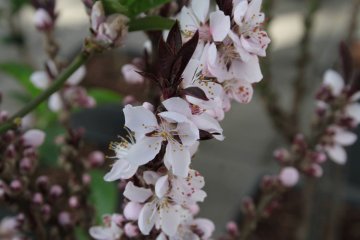 Dwergperzikbomen hebben een prachtige bloesem in het vroege voorjaar.