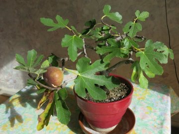 Bonsai vijgenboom in pot