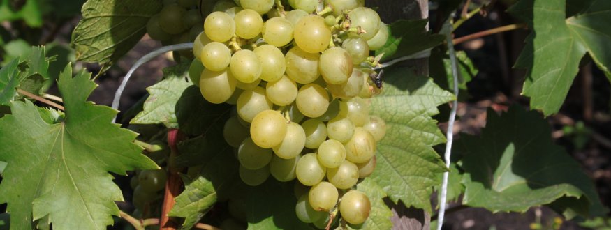 Druif ‘Palatina’