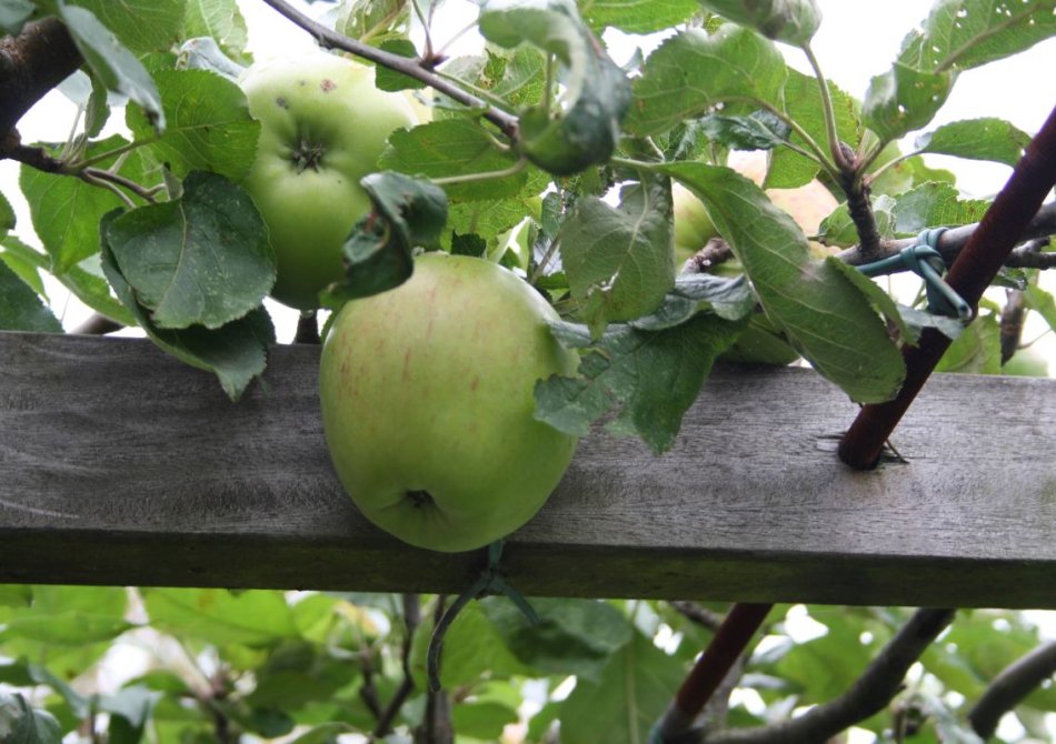 Vruchten van de Notarisappel aan het appeldak.