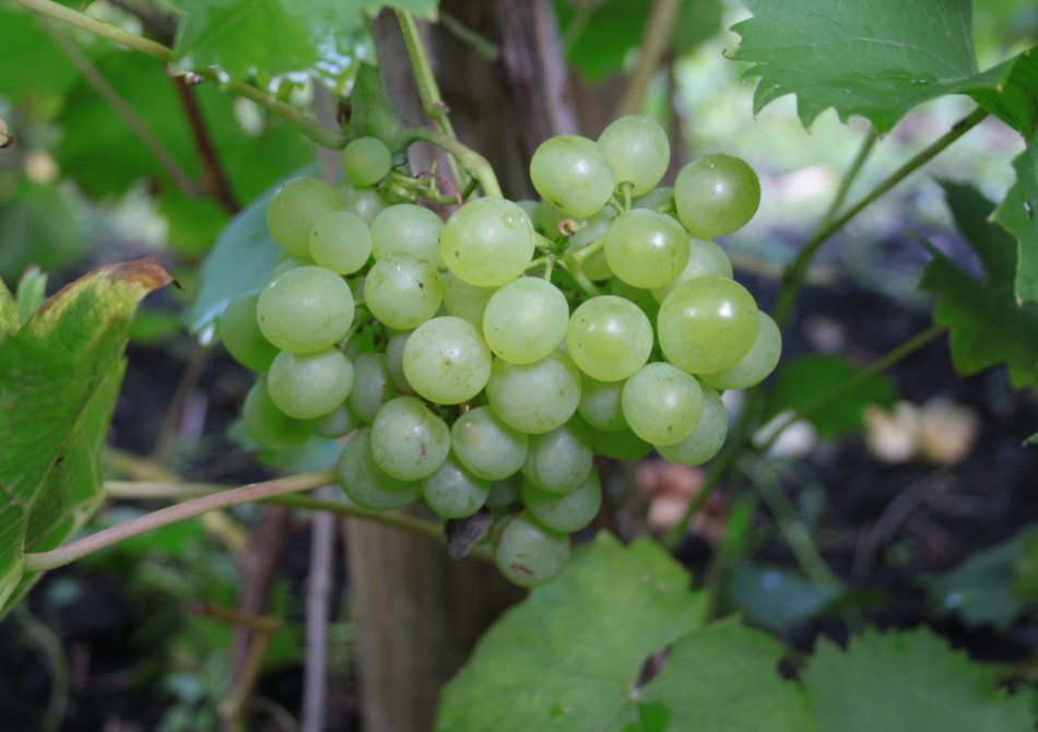 Druivenstruik Kopen Vanaf 8 99 Fruitbomen