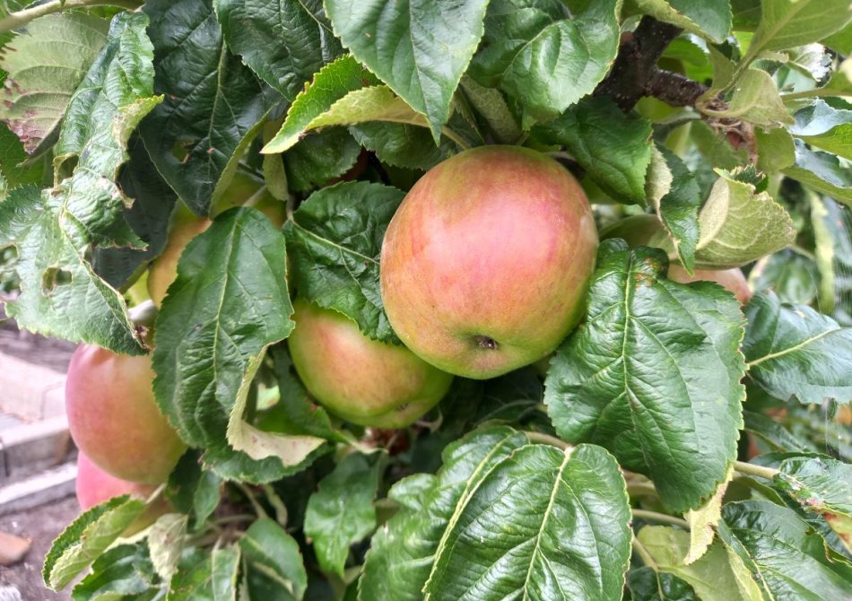 Een mini-appelboom kopen voor de kleine tuin of balkon Blog
