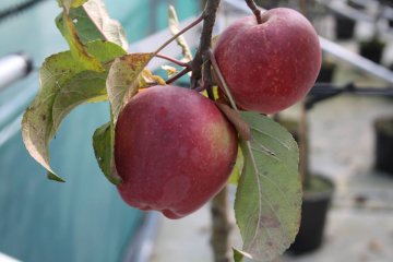 Gloster appels in een boom