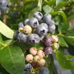 De 5 beste blauwe bessen om aan te planten in je moestuin